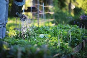 The Importance of Water Quality in Gardening